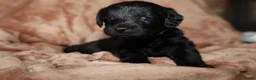 Labradoodle dogs for sale: Beautiful rainbow litter of F1 labradoodle puppies - Advert 15