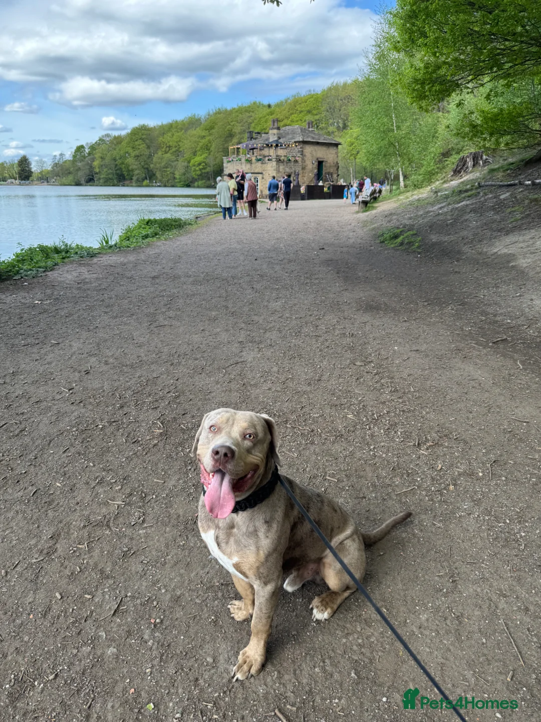 American Bulldog dogs for sale: Rehoming dog  - Advert 2