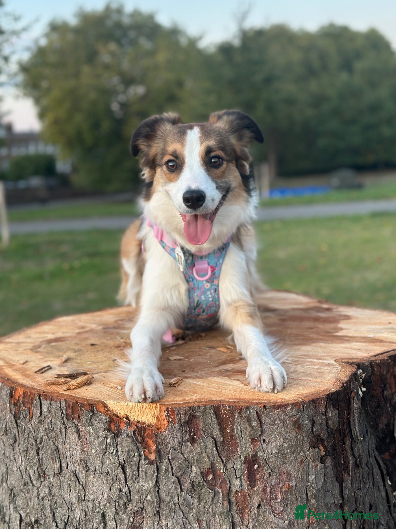 Border Collie dogs Fully Health Tested, KC registered puppies due - Advert 1
