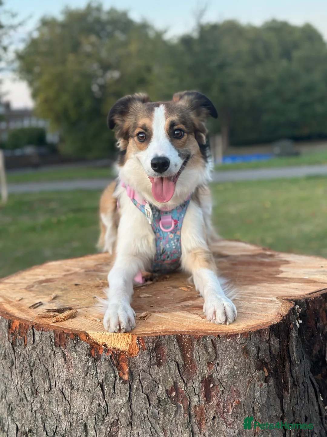Border Collie dogs for sale: Fully Health Tested, KC registered puppies due in London - Advert 1