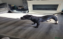 American Bully dogs for sale: American pocket bully  - Image 5
