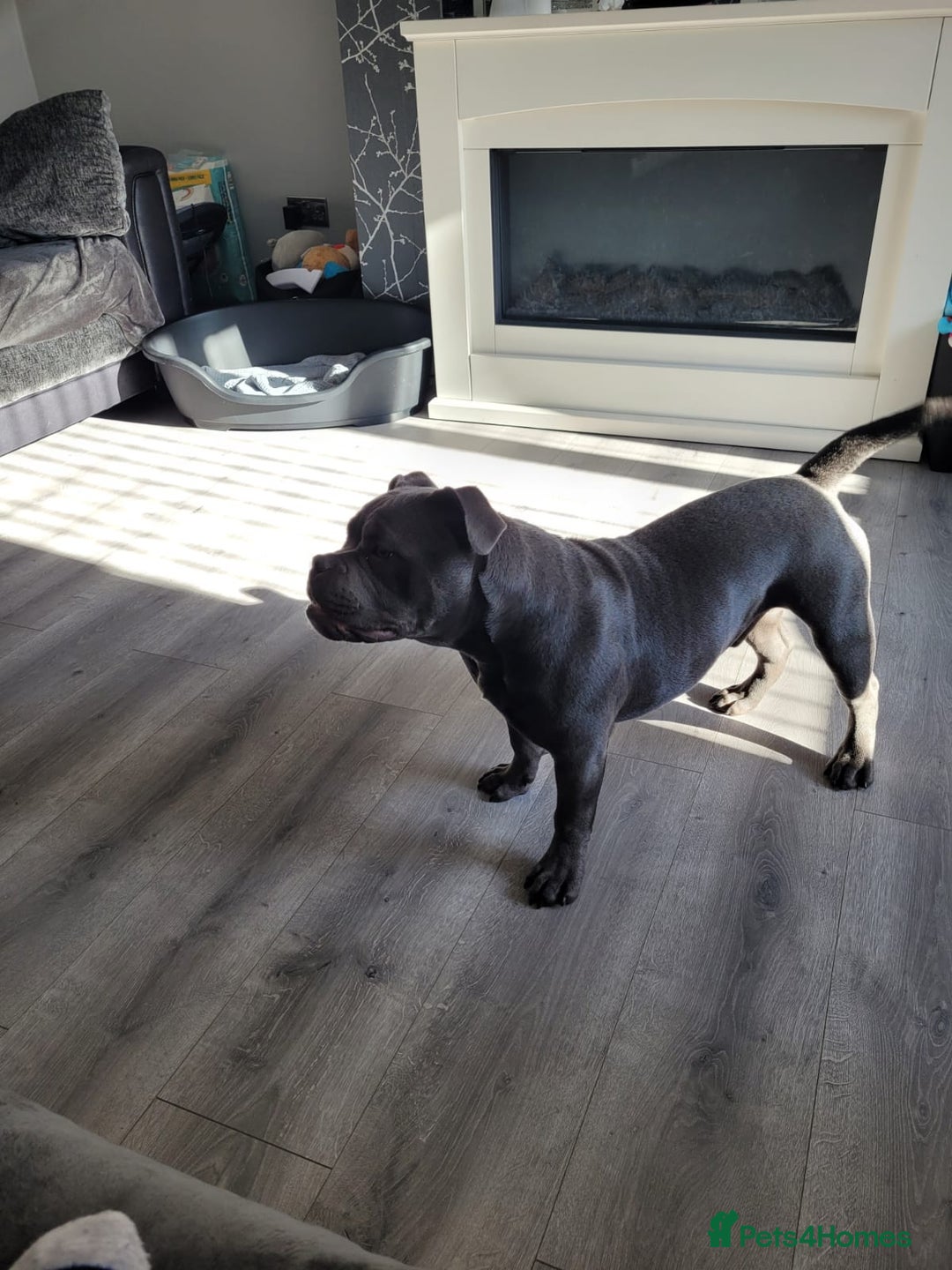 American Bully dogs for sale: American pocket bully  - Image 5