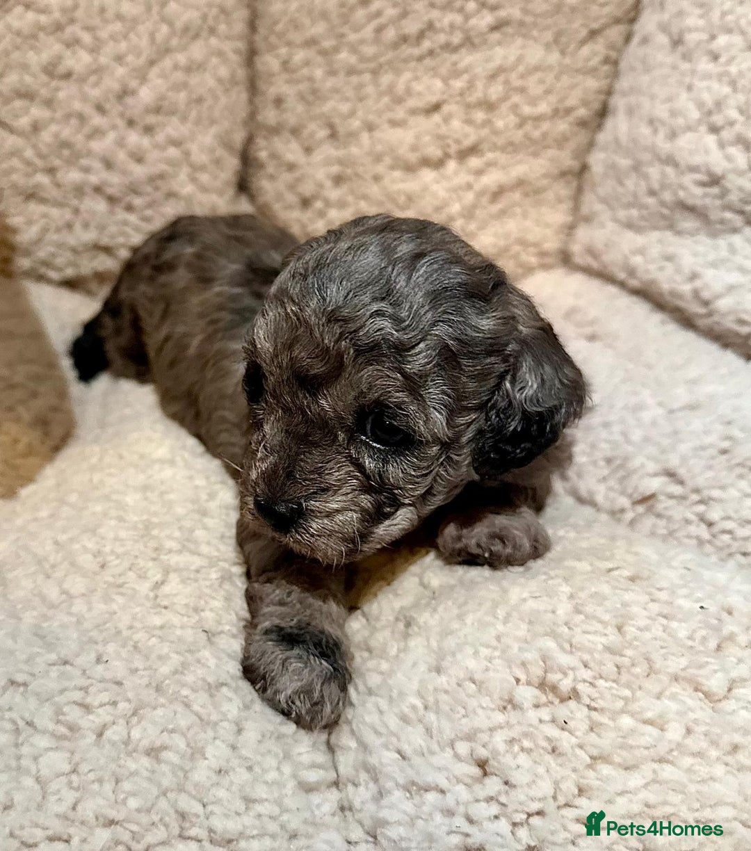 Mixed Breed dogs for sale: Gorgeous cavapoochon puppies - Advert 35