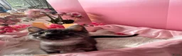 Egyptian Mau cats for sale: TICA Reg Egyptian MAU x Bengal x BSH unique coat in Southampton - Advert 21