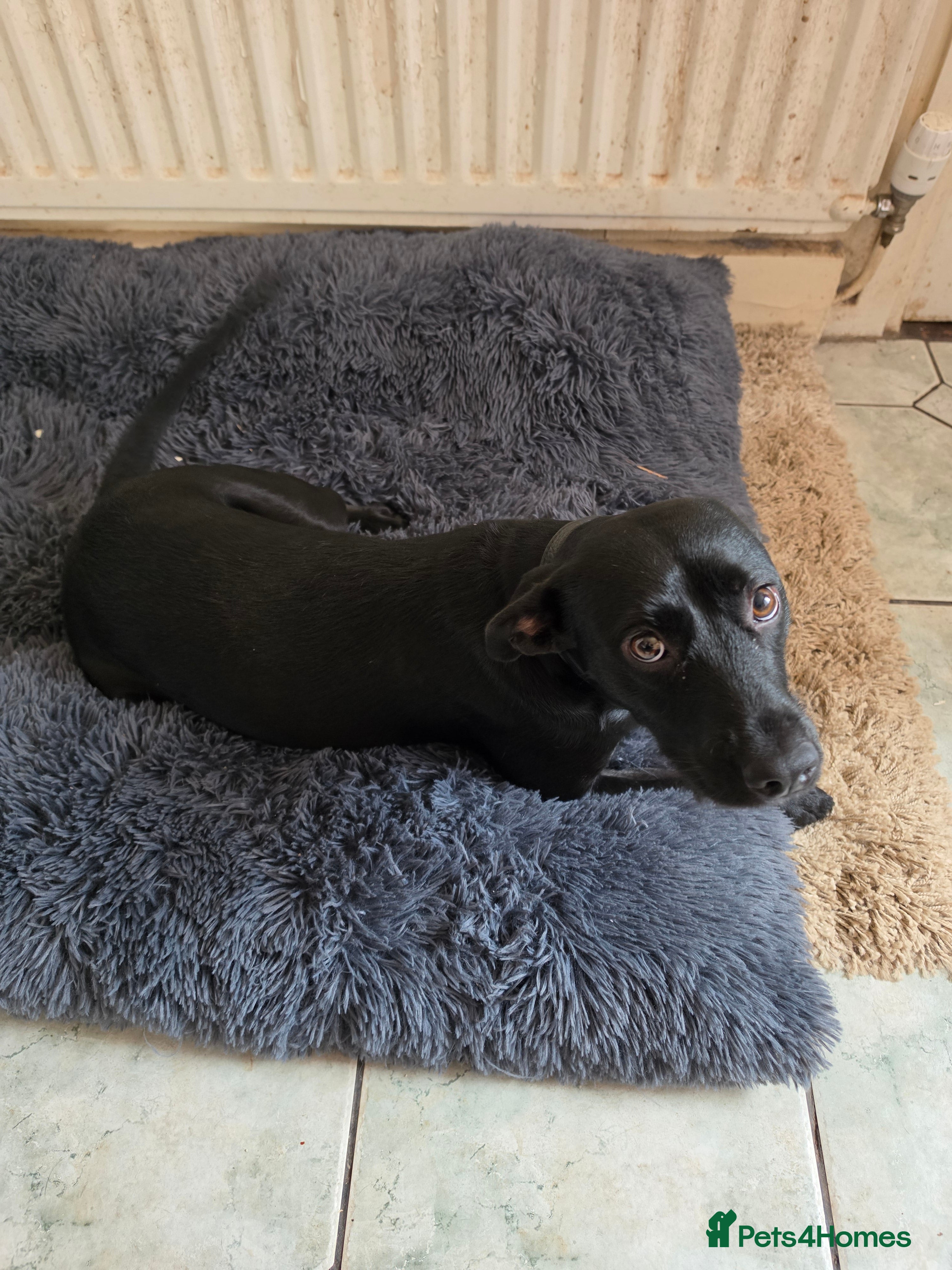 Mixed Breed dogs Molly - Advert 1