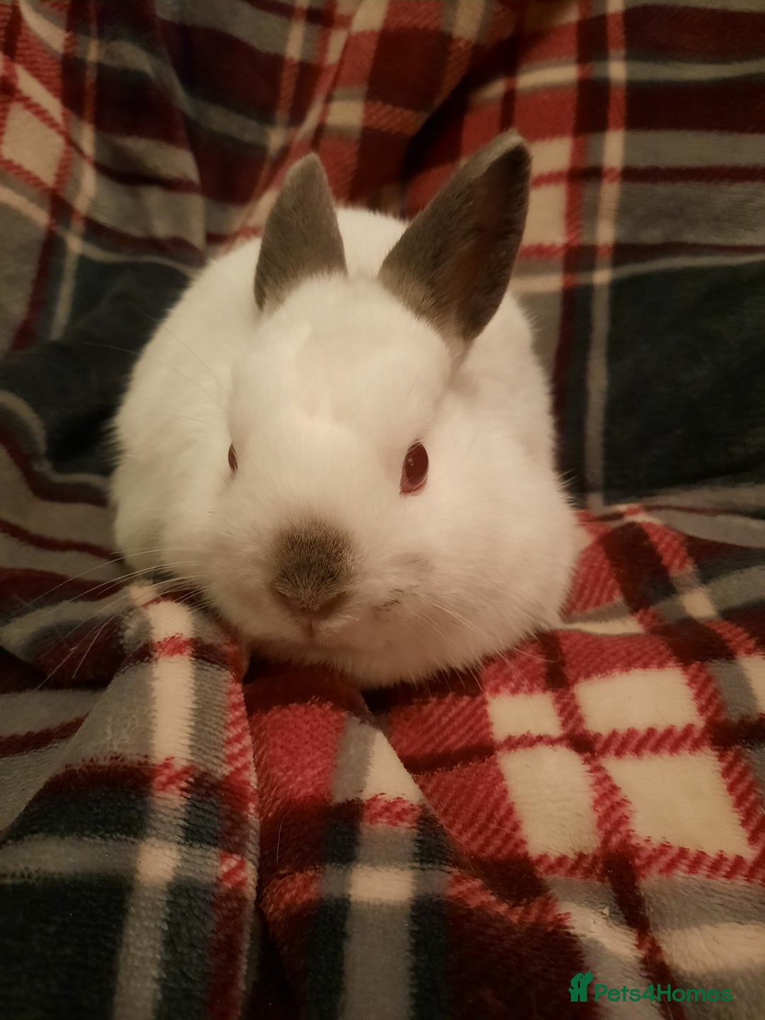 Netherland Dwarf rabbits for sale: Seven Litters Of Netherland Dwarf Babies - Image 14