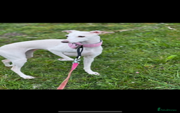 Italian Greyhound dogs for sale: White/Cream Italian Greyhound pups  - Image 3