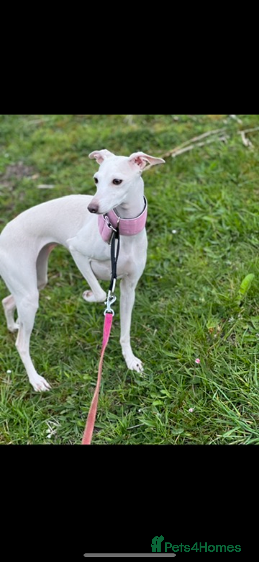 Italian Greyhound dogs for sale: White/Cream Italian Greyhound pups  - Image 3