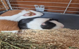 Guinea Pig rodents for sale: X2 guinea pigs for sale  - Image 4