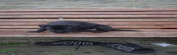 Cane Corso dogs for sale: Cane corso puppies - iccf champion bloodline  in Halifax - Advert 14