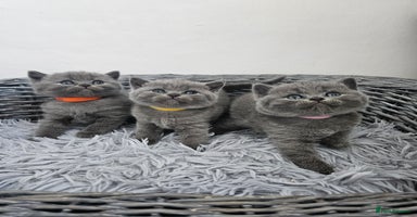 British Shorthair cats - Advert 10