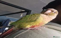 Conures birds for sale: Tame Male & Female Pineapple Conures - Image 11