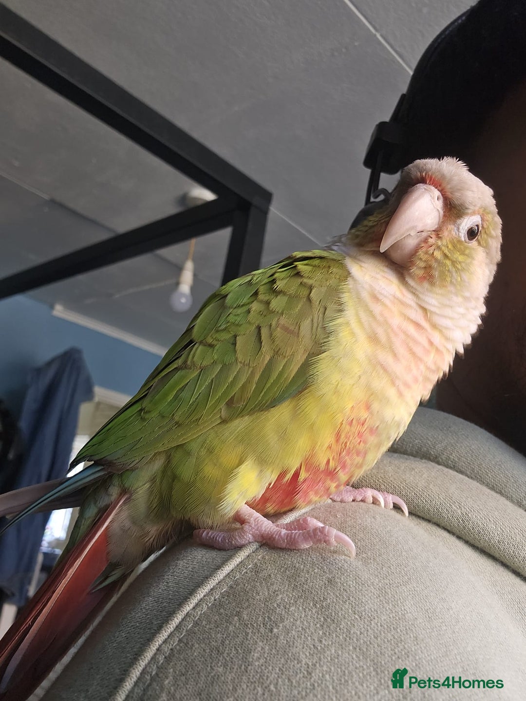 Conures birds for sale: Tame Male & Female Pineapple Conures - Image 11