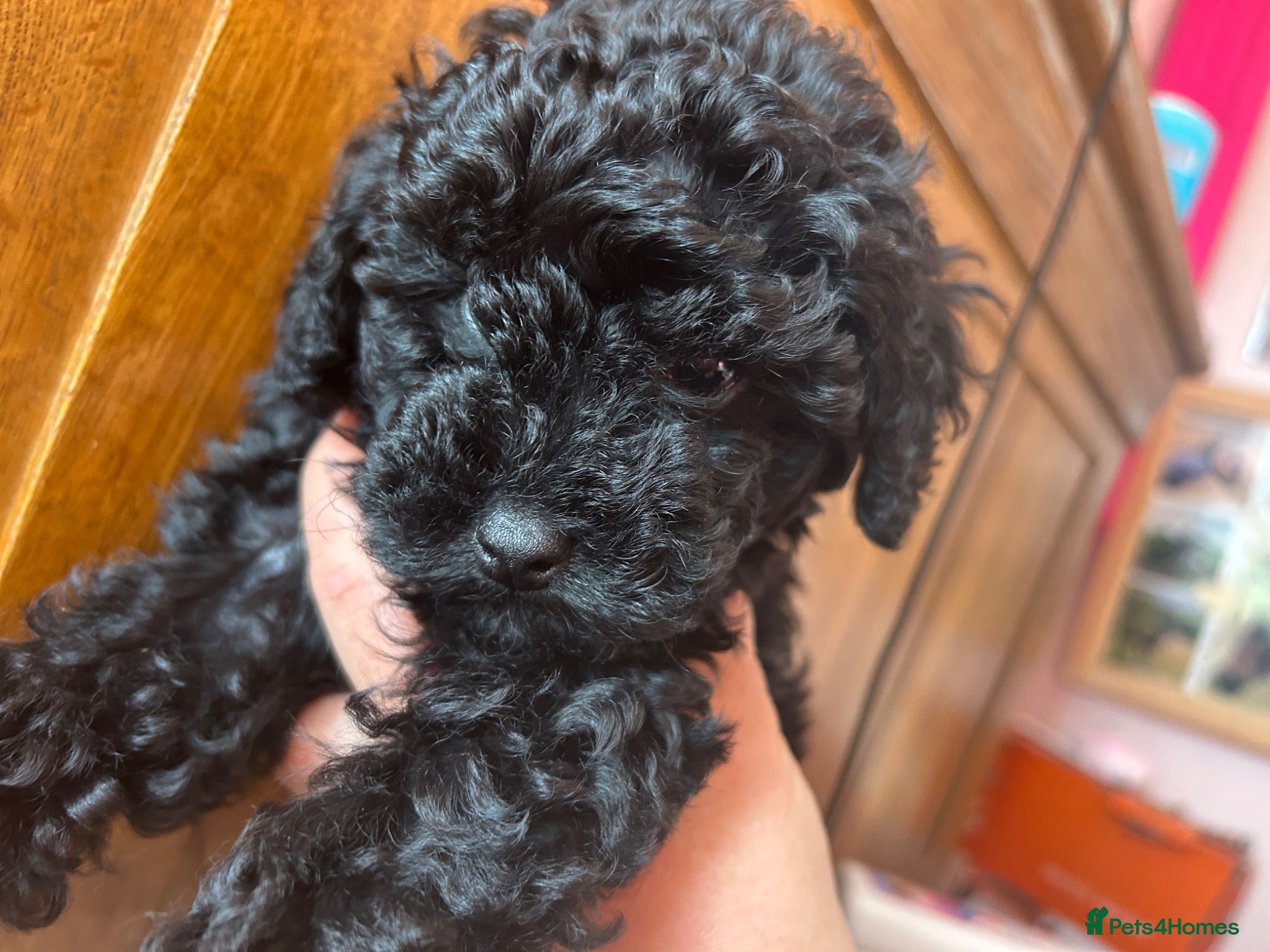 Toy Poodle dogs Beautiful tiny toy poodle puppies  - Advert 4