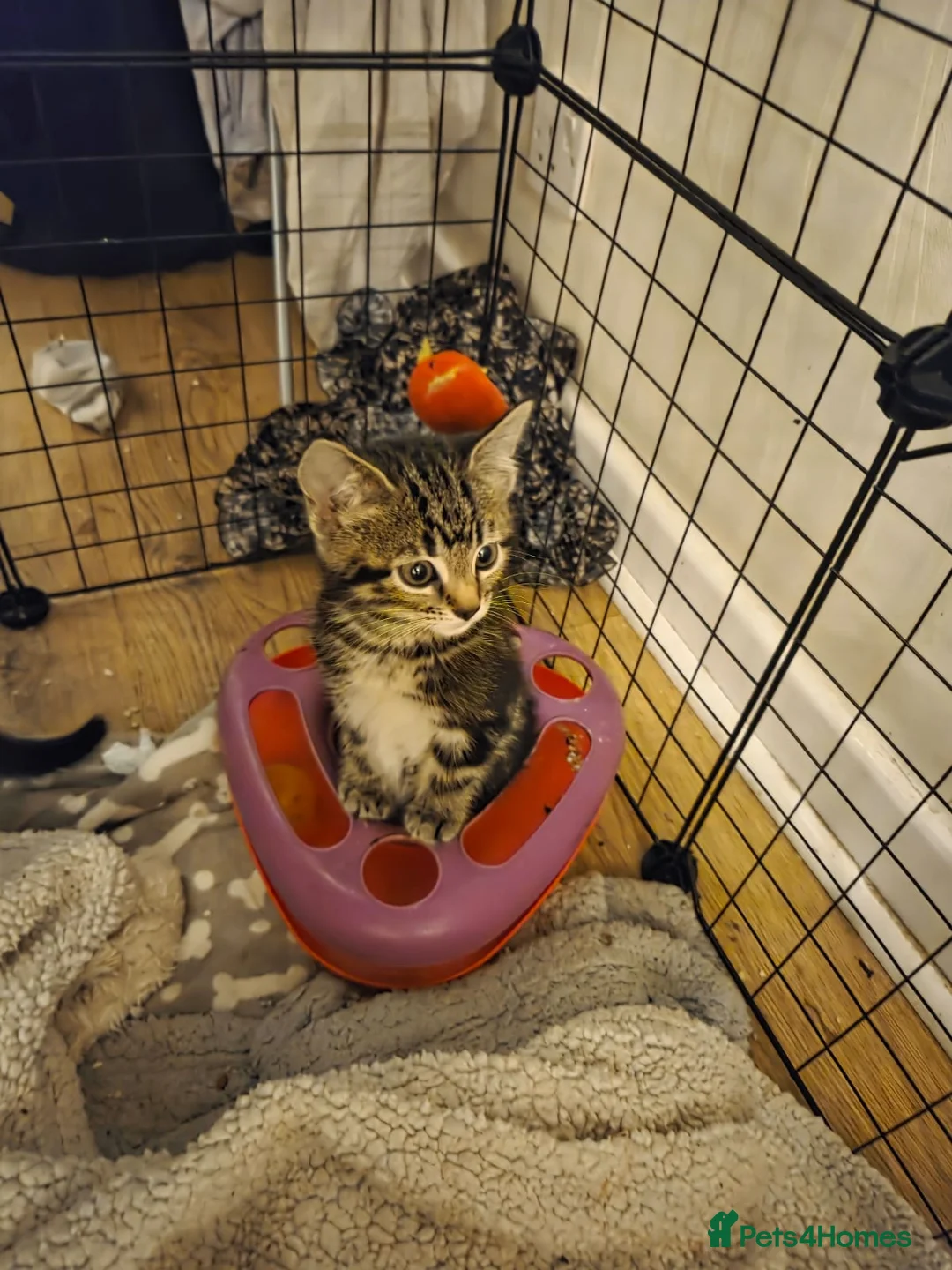 Mixed Breed cats for sale: Gorgeous kittens - Advert 1