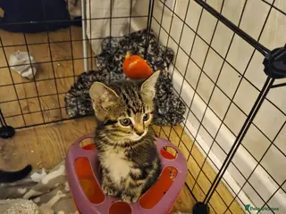 Mixed Breed cats Gorgeous kittens - Advert 1