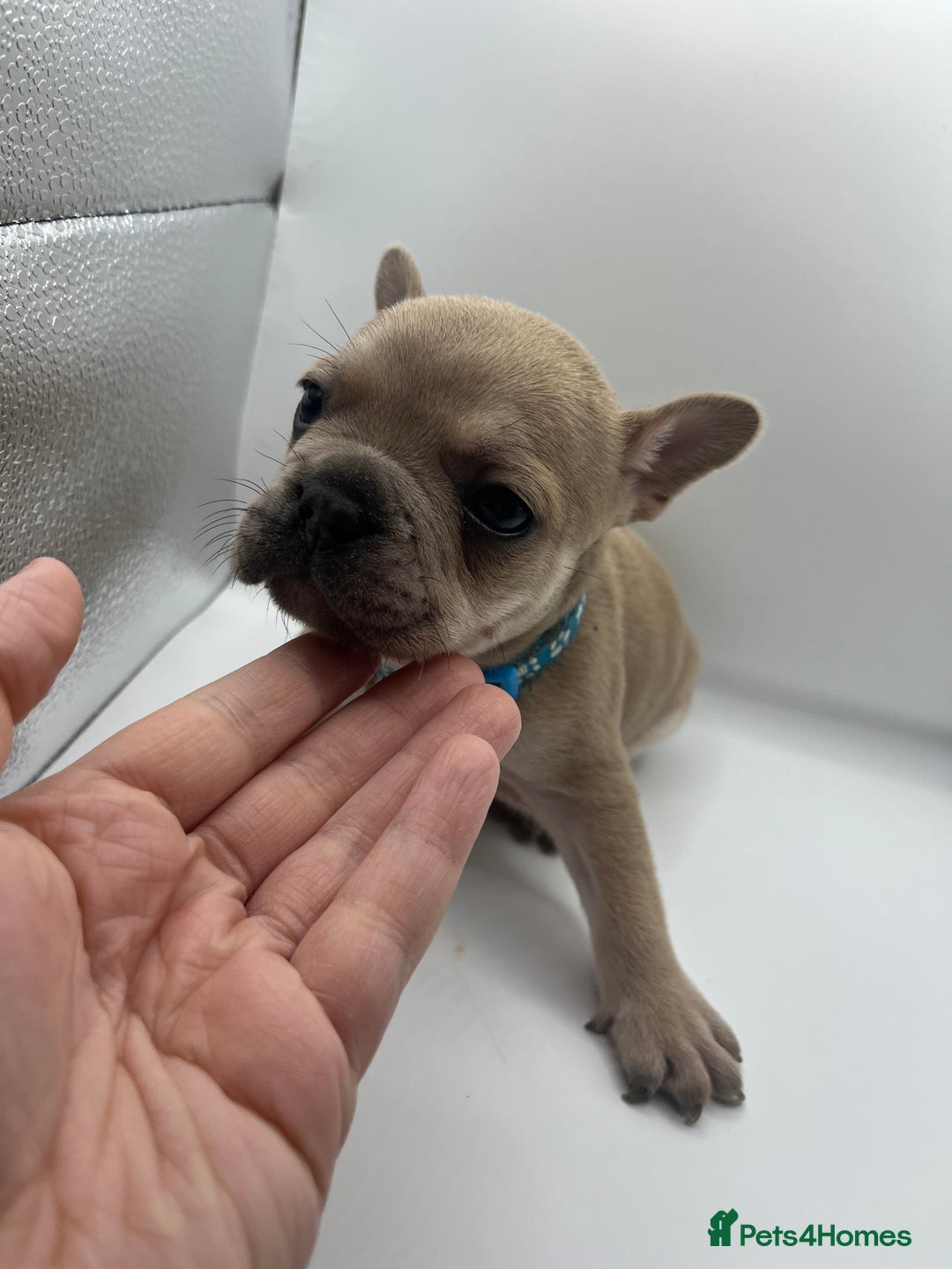 French Bulldog dogs for sale: French bulldog puppies - Advert 6