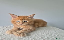 Maine Coon cats for sale: TICA - Maine Coon – 5 Boys Looking for Loving Home - Image 3