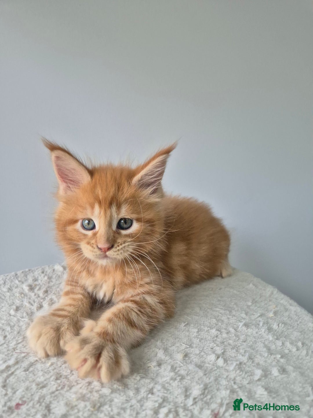 Maine Coon cats for sale: TICA - Maine Coon – 5 Boys Looking for Loving Home - Image 3