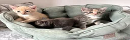 Siberian cats for sale: Beautiful Siberian Kittens-3 Boys-Hypoallergenic - Advert 32