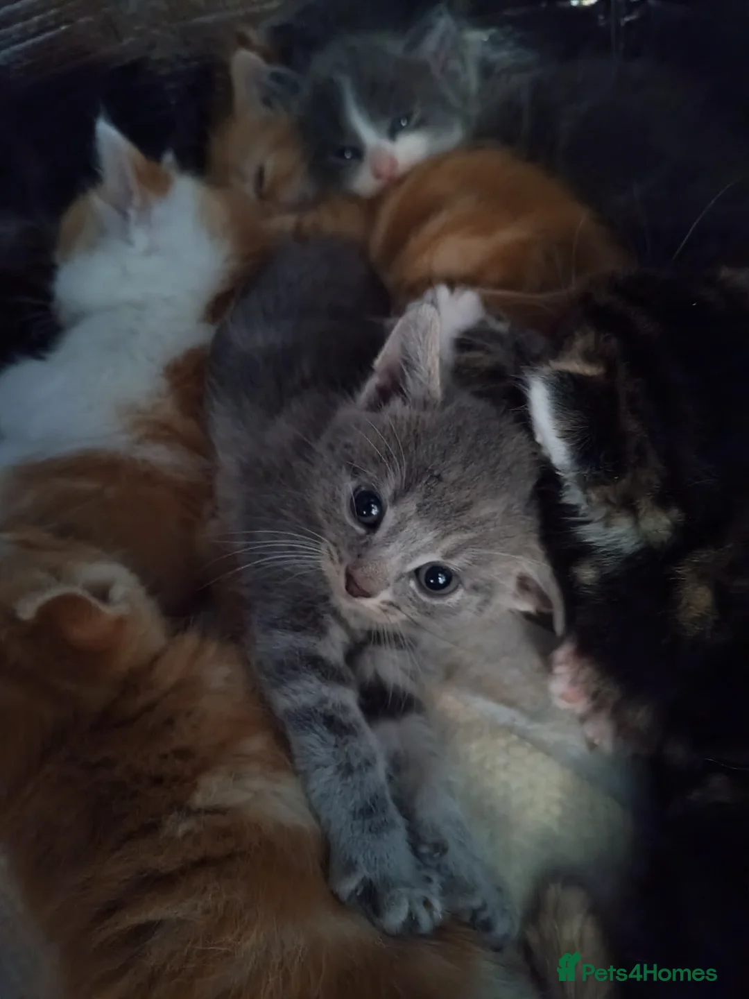 Mixed Breed cats for sale: Outstanding gorgeous, beautiful playful Kittens  in Ipswich - Advert 2