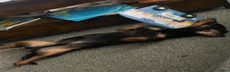 Miniature Dachshund dogs for sale: Miniature dachshund for sale in Newton Aycliffe - Advert 5