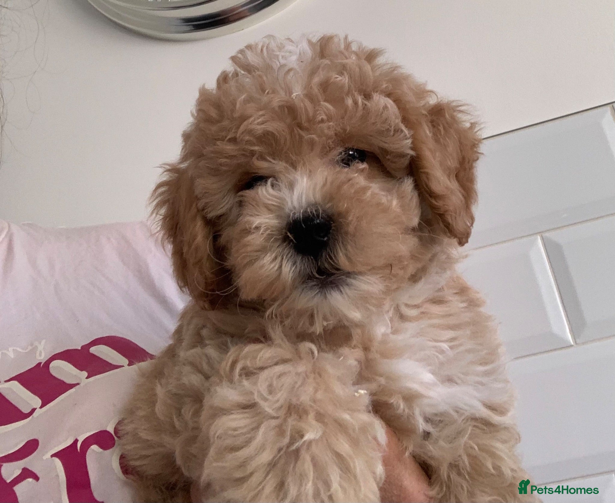 Cockapoo dogs Amazing DNA/BVA CLEAR mini cockapoo puppies  - Advert 13