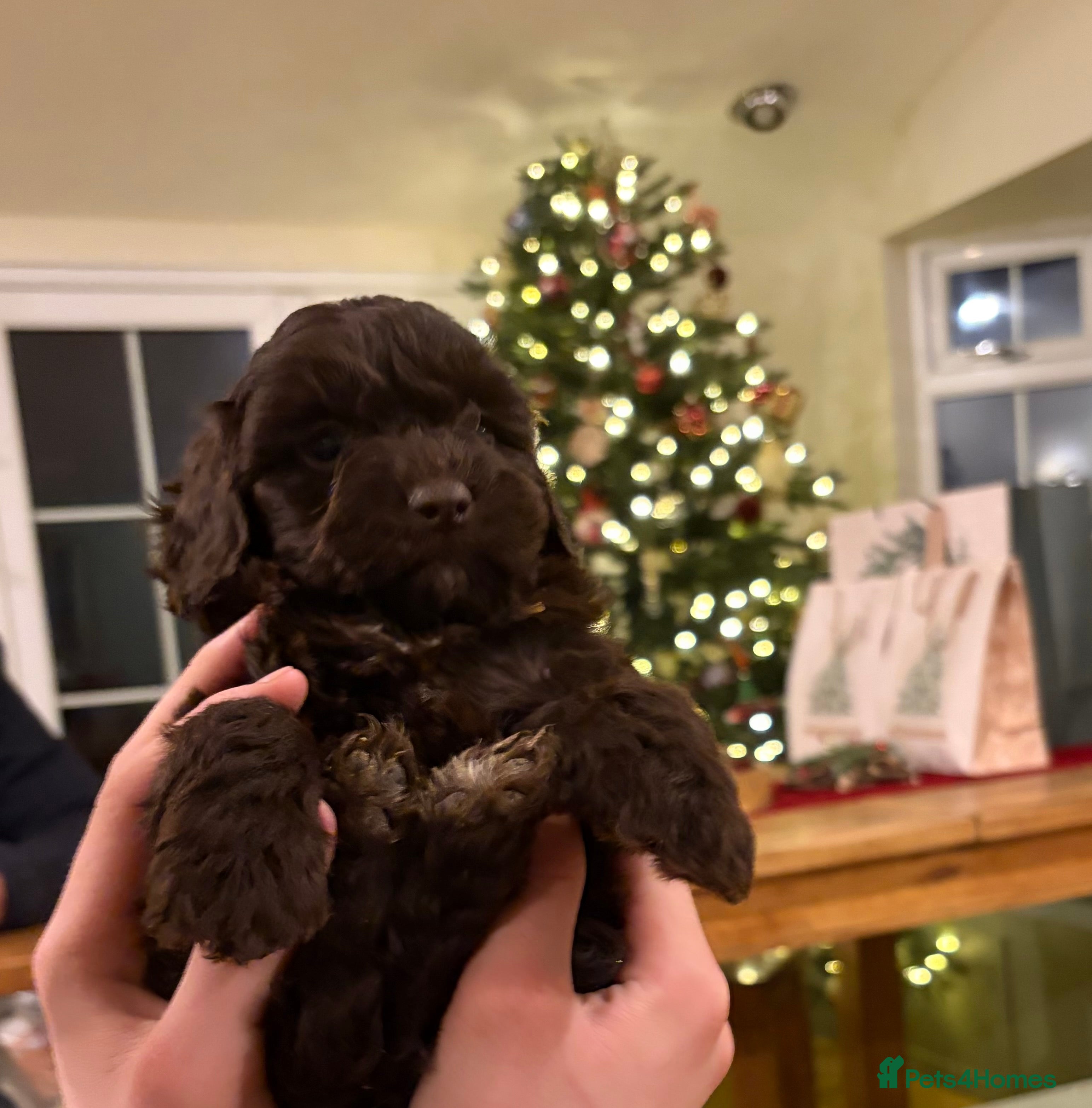 Cockapoo dogs Beautiful litter of Cockapoo puppies F1 - Advert 17