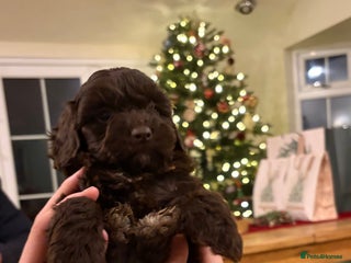 Cockapoo dogs Beautiful litter of Cockapoo puppies F1 - Advert 11