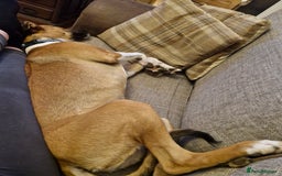 Lurcher dogs for sale: 8 month old Lurcher Puppy - Image 8