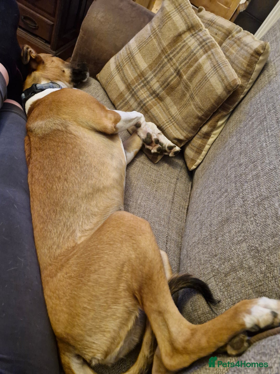 Lurcher dogs for sale: 8 month old Lurcher Puppy - Image 8