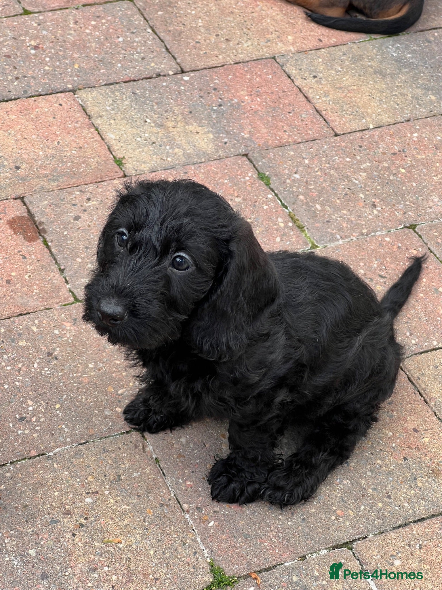 Miniature Dachshund dogs Home raised miniature wire haired dachshunds - Advert 2
