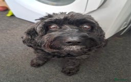 Cockapoo dogs for sale: In a lovely new home - Image 1