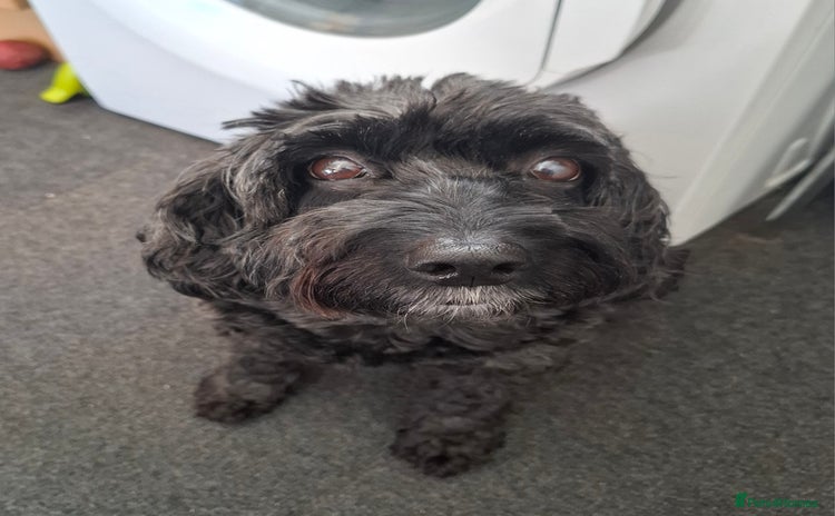 Cockapoo dogs for sale - Advert 1