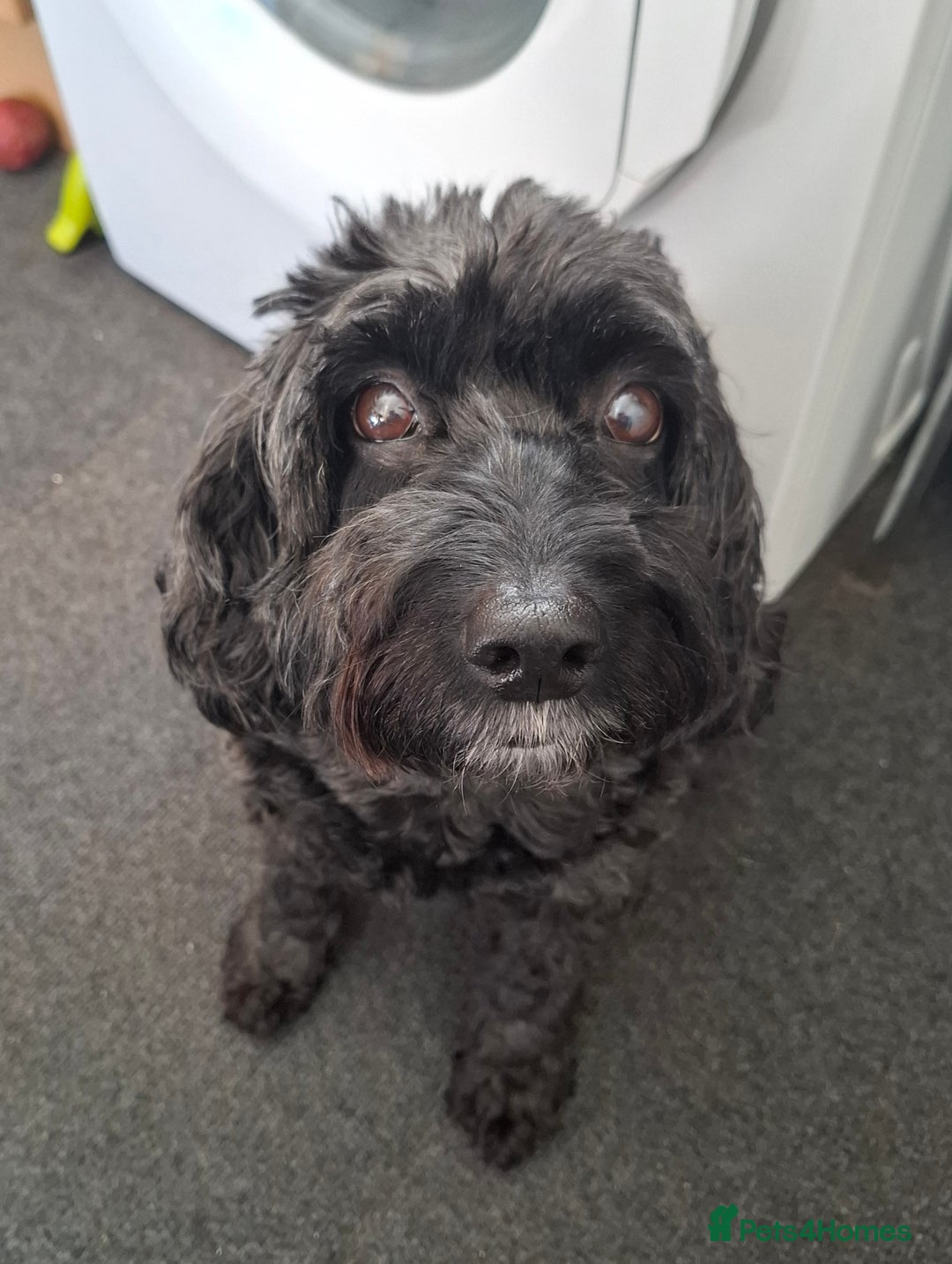 Cockapoo dogs for sale: In a lovely new home - Image 1