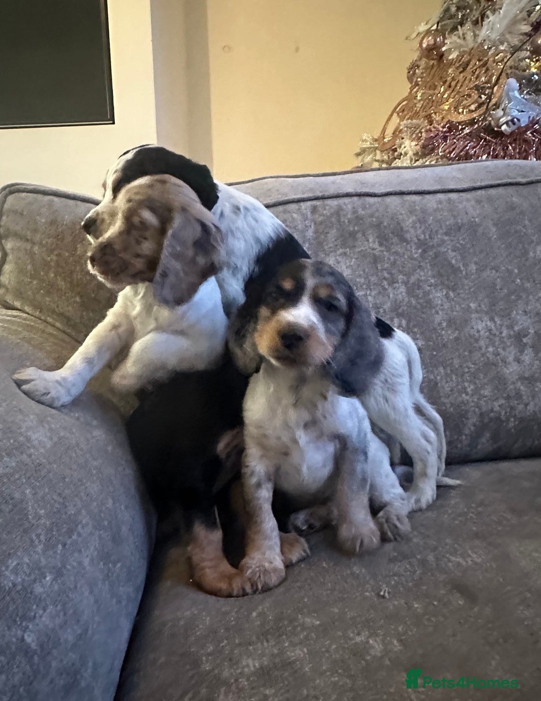 Sprocker dogs for sale: Beautiful sprocker puppies - Advert 2