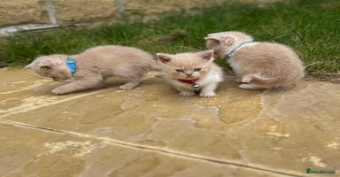 British Shorthair cats - Advert 11