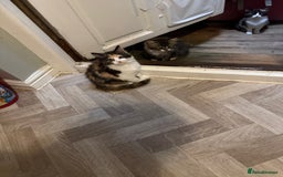 Mixed Breed cats for sale: British short/long hair x kittens ready to go  - Image 2