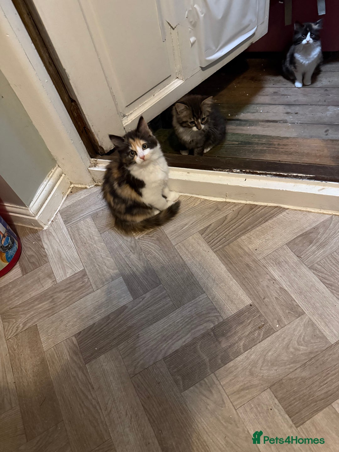 Mixed Breed cats for sale: British short/long hair x kittens ready to go  - Image 2