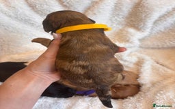 Irish Doodle dogs for sale: 🐾 F1 Beautiful Miniature Irish Doodle Puppies 🐾  - Image 17