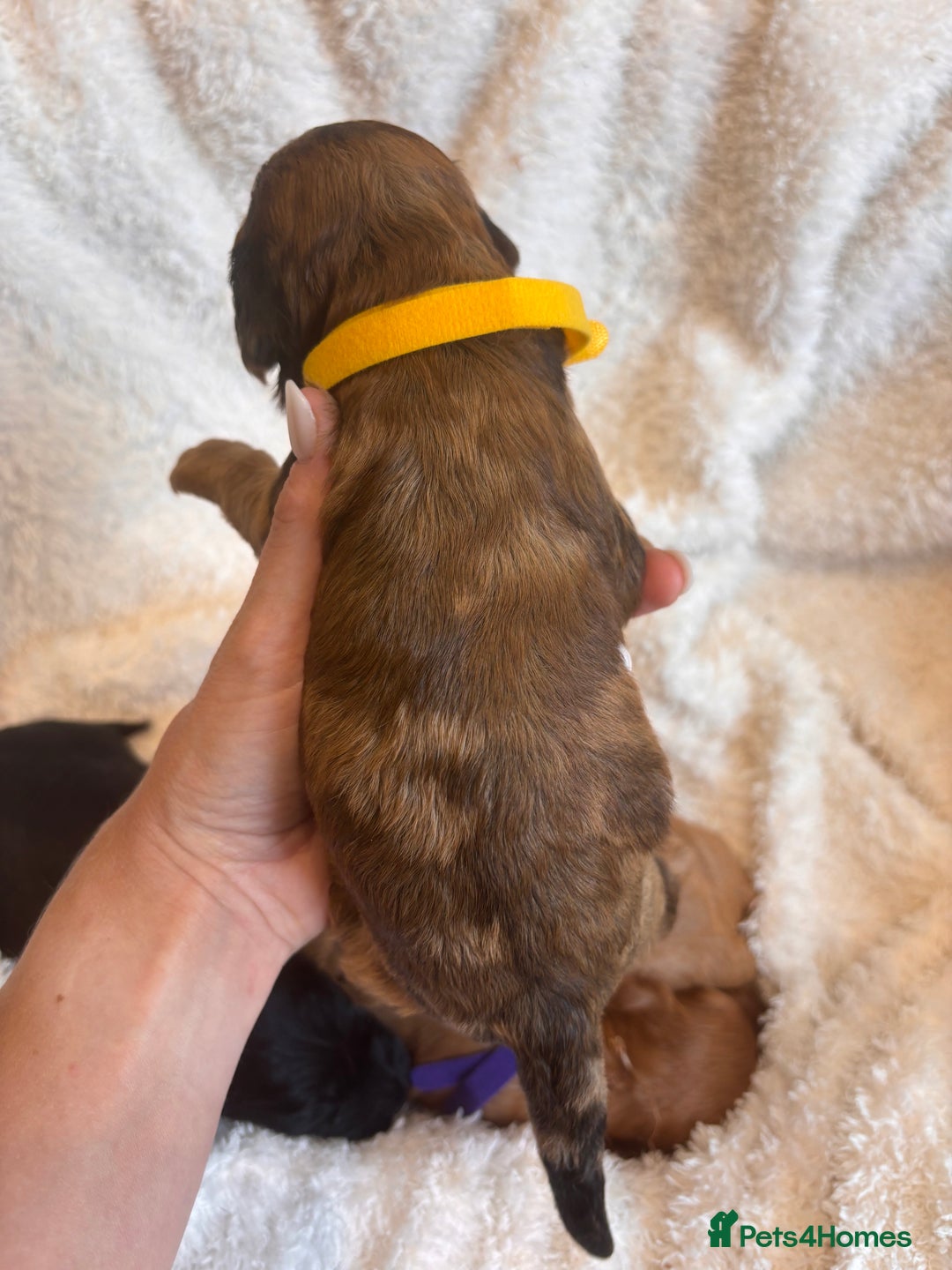 Irish Doodle dogs for sale: 🐾 F1 Beautiful Miniature Irish Doodle Puppies 🐾  - Image 17