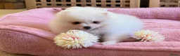 Pomeranian dogs for sale: Tiny White snow Pomeranian Puppies  - Advert 8