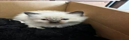 Ragdoll cats for sale: Ragdoll kittens for sale  - Advert 5