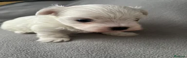 Maltese Puppy 1