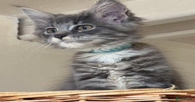 Maine Coon cats - Advert 6
