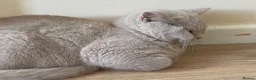 British Shorthair cats for sale: GCCF Active Championship line British Shorthairs - Advert 4