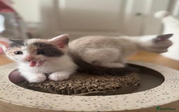 Ragdoll cats for sale: Ragdoll mix boy & girl are looking for new home - Image 12