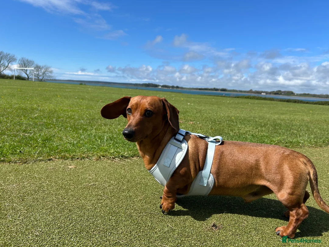 Miniature Dachshund dogs for sale: Miniature dachshund  - Advert 3