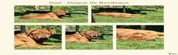 Mixed Breed dogs for sale: EXCLUSIVE LITTER: F1 Old English Bordeaux Puppies! - Advert 12