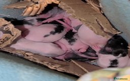 Rat rodents for sale: Baby rats for sale  - Image 2